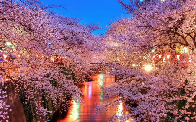 Cherry Blossom Tree Wallpaper (60+ images)