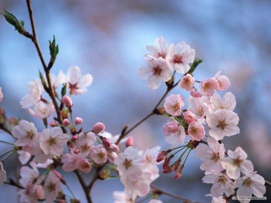 Cherry Blossom Desktop Wallpapers
