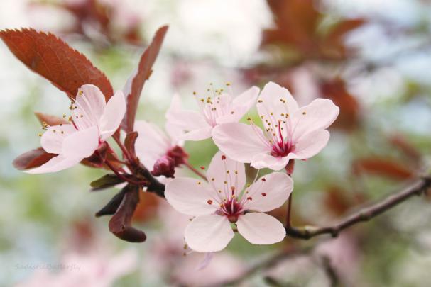 High quality image of cherry blossom, desktop wallpaper of flowers 