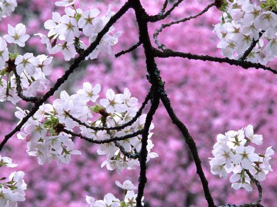 cherry blossom wallpaper desktop |Funny \u0026 Amazing Images