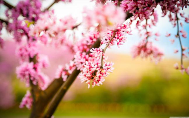 Cherry Blossom Wallpapers