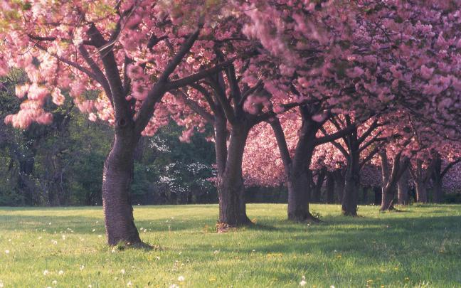 Cherry Blossom Desktop Wallpapers