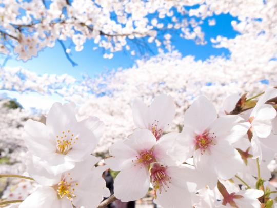 cherry Blossom, Japan, Clear Sky, Flowers, Nature Wallpapers HD 
