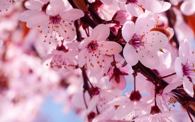 Japanese Cherry Blossom Desktop Wallpaper -