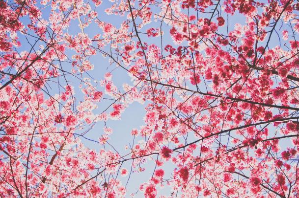 Backgrounds Cherry Blossom
