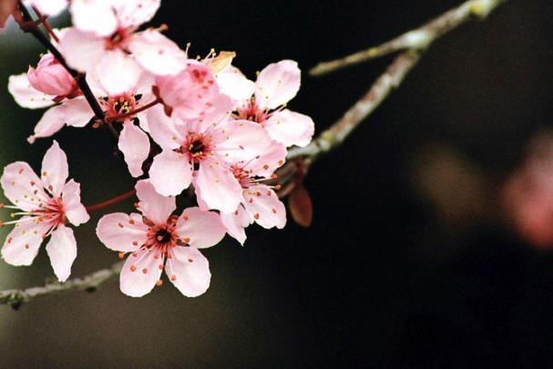 Cherry Blossom Desktop Wallpapers