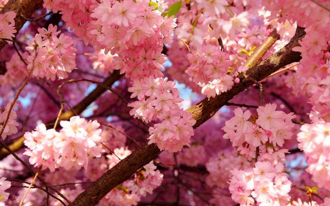 Cherry Blossom Wallpapers