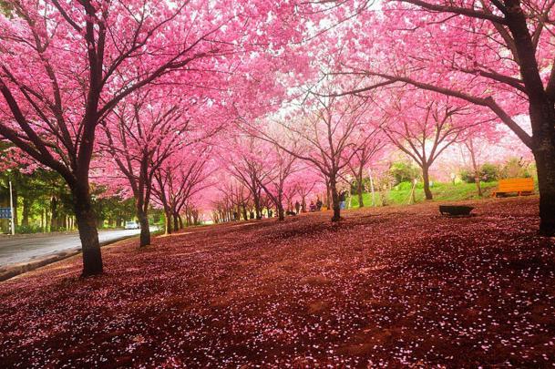 Cherry Blossom Desktop Backgrounds