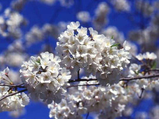 Cherry Blossom Desktop Wallpaper (80+ images)