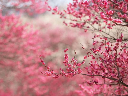 Cherry Blossom Desktop Wallpapers