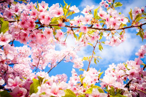 photography, Flowers, Cherry Blossom Wallpapers HD \/ Desktop and Mobile 