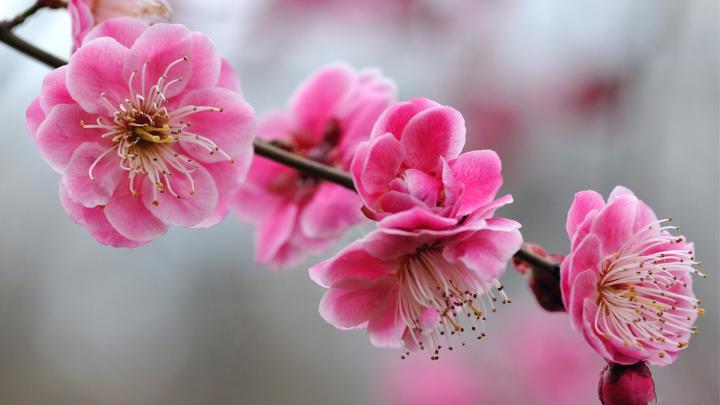 Cherry Blossom Wallpaper HD