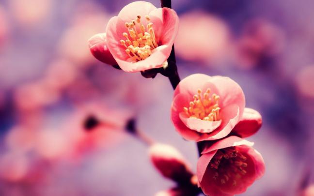 Cherry Blossom Desktop Backgrounds