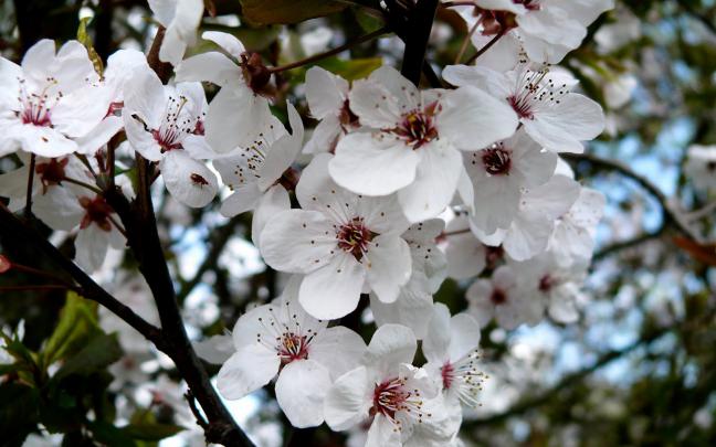 Wallpapers Box: The Best Spring Cherry Blossom High Definition Wallpapers