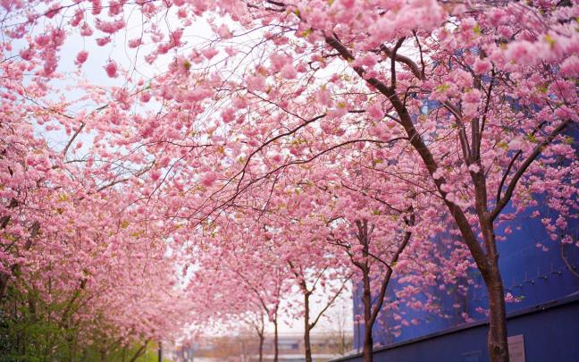 Cherry Blossom Desktop Backgrounds