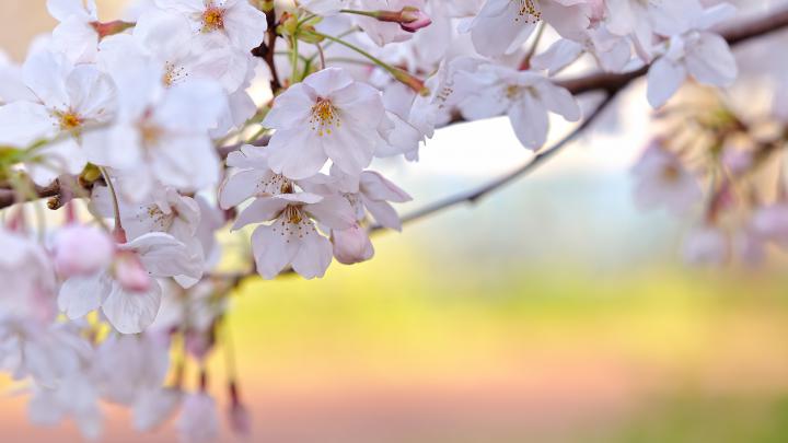 Cherry Blossom Backgrounds