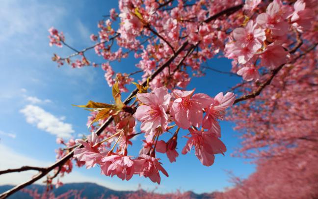 [69+] Cherry Blossom Desktop Backgrounds 