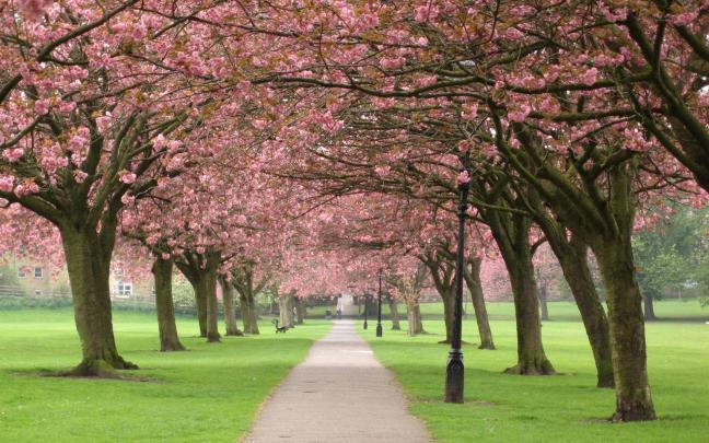 Cherry Blossom Desktop Wallpapers