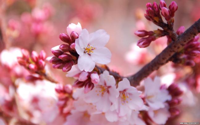 [68+] Cherry Blossom Wallpaper 