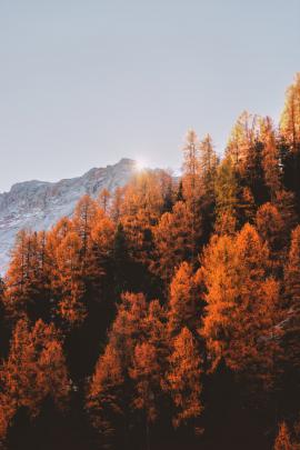 Autumn Cozy Wallpapers