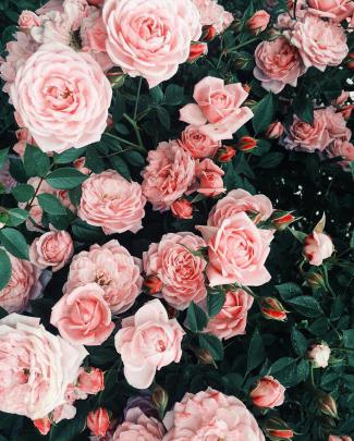 Aesthetic Pink Roses Wallpapers