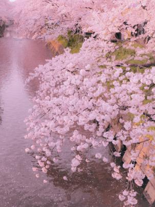 Pastel Pink Aesthetic Wallpapers