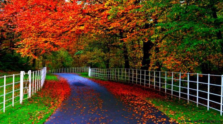 Nature Wallpapers HD 1080p