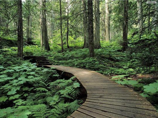 Forest Desktop Backgrounds