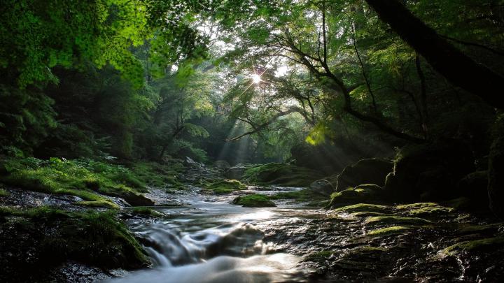 Amazing Nature Wallpaper River in the Forest Photo