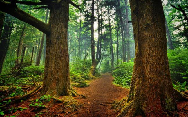 Beautiful Forest Wallpapers