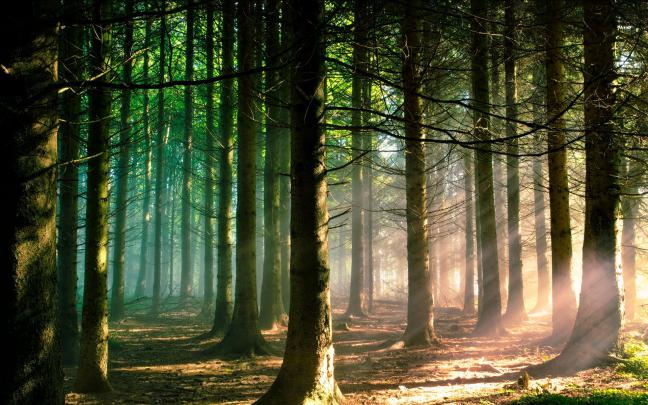 Forest Wallpaper HD