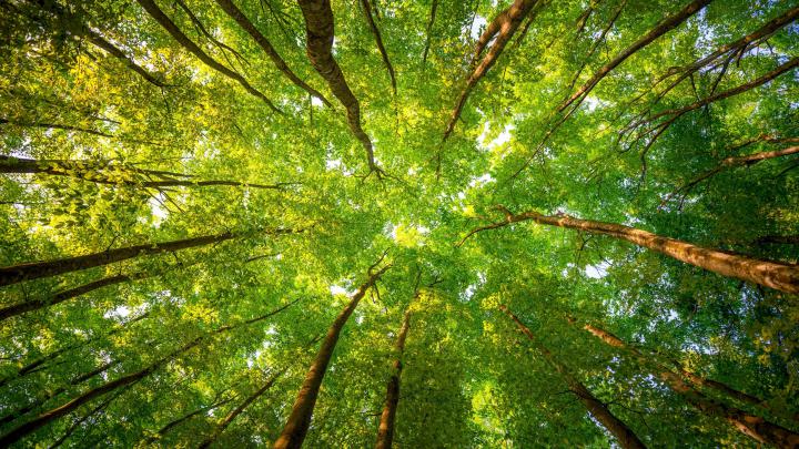Forest wallpaper HD \u00b7\u2460 Download free awesome backgrounds for desktop 