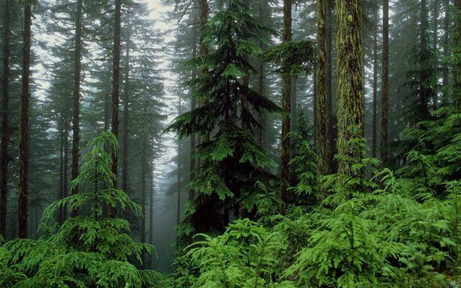 Forest Desktop Backgrounds