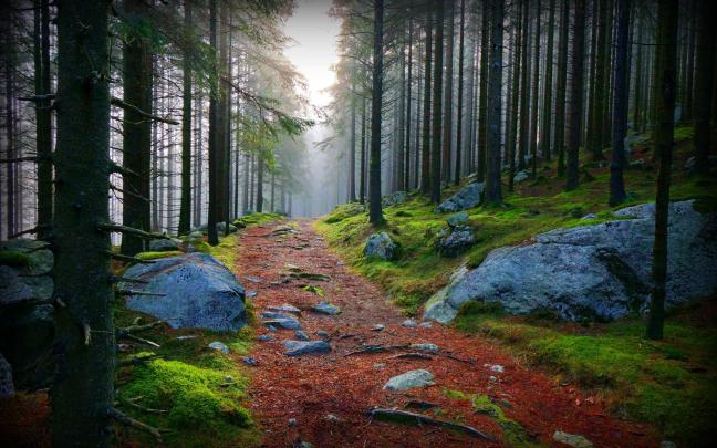 green forest hd wallpaper path - HD Desktop Wallpapers