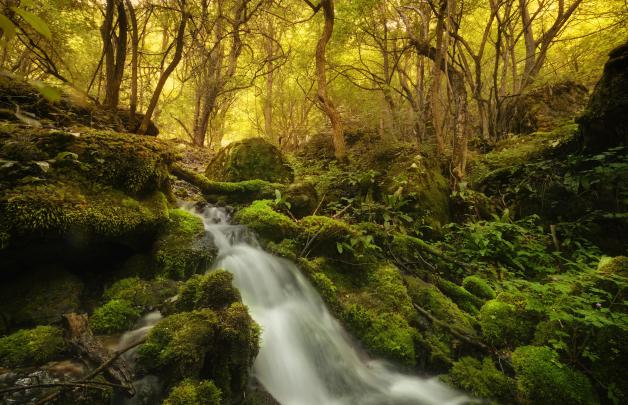plants, Nature, River, Forest Wallpapers HD \/ Desktop and Mobile 