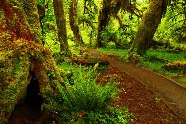 forest photos path hd - HD Desktop Wallpapers