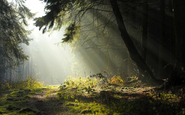 Forest Desktop Backgrounds