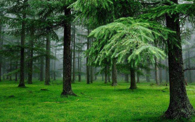 Forest Desktop Backgrounds