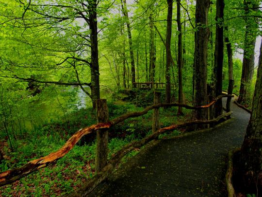 forest, Road, Landscape Wallpapers HD \/ Desktop and Mobile Backgrounds