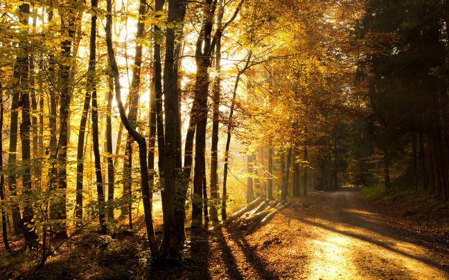 Forest HD Wallpapers