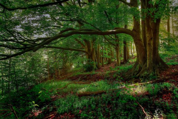 Forest Desktop Backgrounds