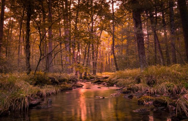 landscape, Forest, River Wallpapers HD \/ Desktop and Mobile Backgrounds