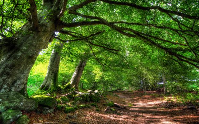 forest summer sunshine - HD Desktop Wallpapers