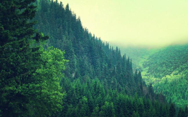 Forest Backgrounds HD Free Download