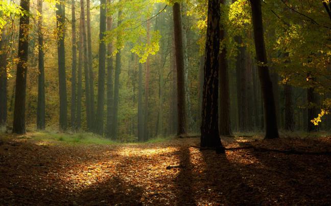Beautiful Forest Wallpapers