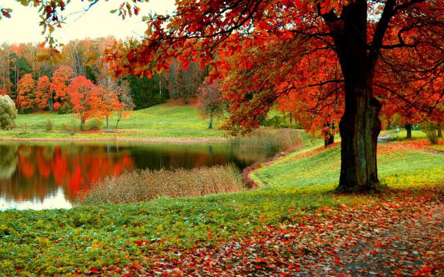 Autumn Forest Wallpaper for Desktop
