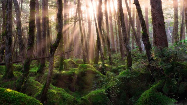 4K Forest Wallpapers High Quality | Download Free
