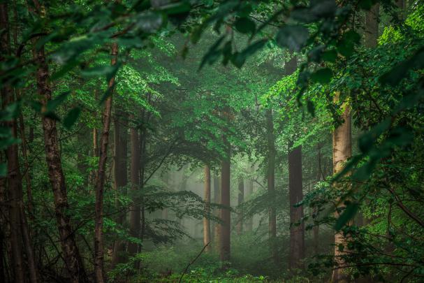 landscape, landscape, Trees, Forest Wallpapers HD \/ Desktop and Mobile 