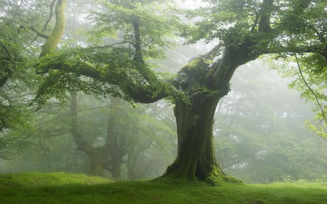 nature, Forest, Trees, Green Wallpapers HD \/ Desktop and Mobile Backgrounds