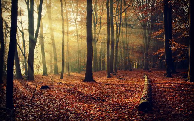 fall, Forest, Nature Wallpapers HD \/ Desktop and Mobile Backgrounds